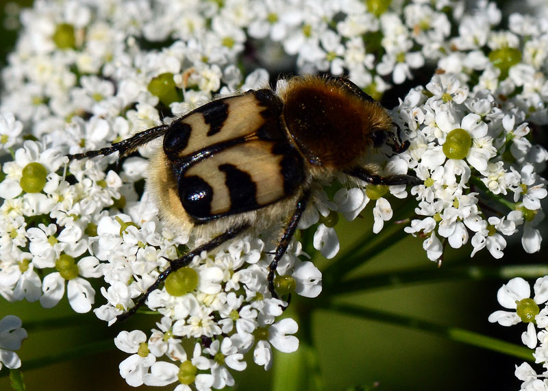 Trichius fasciatus